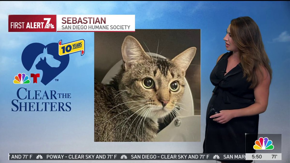Clear the shelters pet of the day, Thursday, Sept. 5: Sebastian – NBC 7 ...