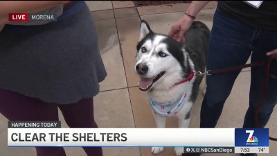 Join NBC 7 and Telemundo 20 for Clear the Shelters pet adoption event Sat. Sept. 7 from 10am-3pm