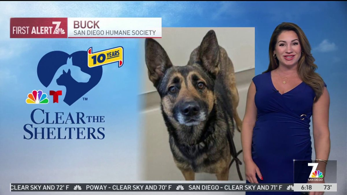 Clear the Shelters pet of the day: Buck – NBC 7 San Diego