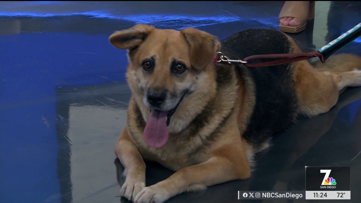 Clear the Shelters: pets still in need of good homes – NBC 7 San Diego
