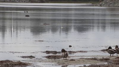 Concerns rise as San Elijo Lagoon water levels fall