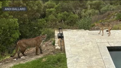 Rancho Santa Fe residents find a mountain lion and coyote in their backyard