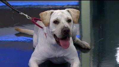 Pets at the San Diego Humane Society are in need of adoption