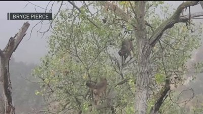 WATCH: Coyote climbs tree in pursuit bobcat at San Diego's Mission Trails Regional Park