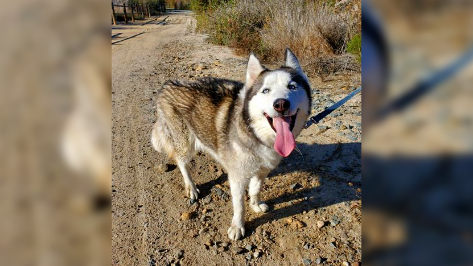 Benito is available at Chula Vista Animal Services.