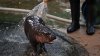 Baby pygmy hippo Moo Deng is a TikTok star, but her keepers are worried