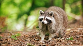 Close-up image of a cute raccoon in the forest. Canadian wildlife. Toronto animals.