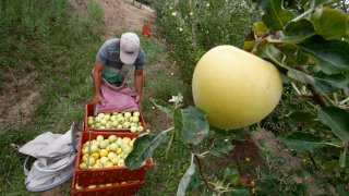 Tom Hensley picks Early Gold sweet apples in Julian in 2014.