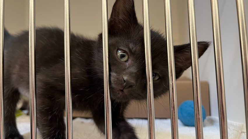 A black cat at San Diego Humane Society's campus on Gaines Street on Sept. 7, 2024.