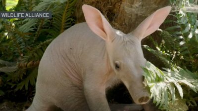 First aardvark calf ever born at the San Diego Zoo Safari Park