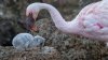 San Diego Zoo says new flamingo chick has two dads