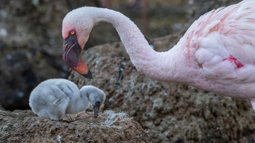 The chick, technically a "lesser flamingo," which are native to western India and sub-Saharan Africa, is on display now at the Safari Park in Escondido.