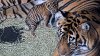 Good luck finding anything cuter today than the San Diego zoo's new tiger cub