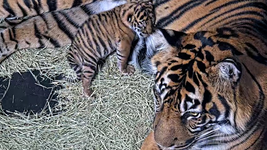 The San Diego Zoo's new tiger cub