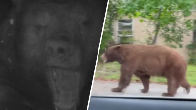 Large bear moves into Sierra Madre home's crawlspace