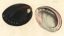 Black abalone or cracherodian earshell, Haliotis cracherodii. Critically endangered. Handcoloured copperplate engraving drawn and engraved by Richard Polydore Nodder from William Elford Leach's Zoological Miscellany, McMillan, London, 1815. (Photo by: Florilegius/Universal Images Group via Getty Images)