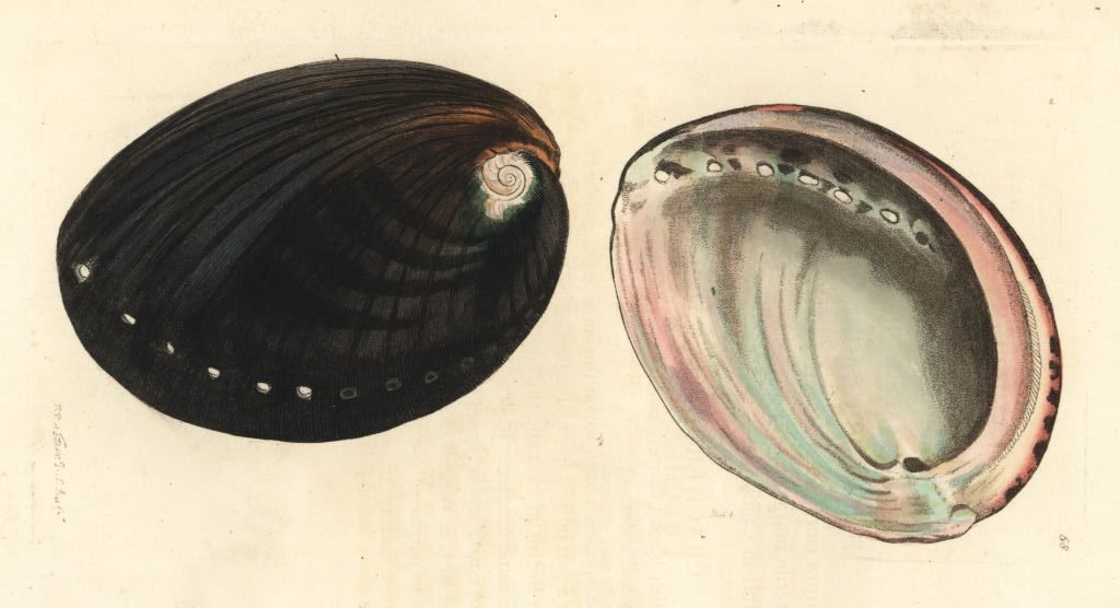 Crustacean Shell Like A Tube Golden State gets official crustacean, slug and seashell – NBC 7 San Diego