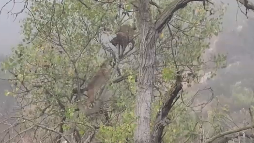 A bobcat fought back as a coyote ran up a tree to pursue it.