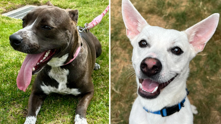 Roxy (left) and JJ (right) are two dogs available for adoption.