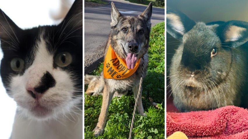 Old Western (Rancho Coastal Humane Society), Pilar (Frosted Faces Foundation) and Camilla (Rancho Coastal Humane Society) — three senior pets at local shelters looking for their forever home.