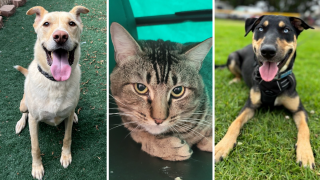 Archer (Chula Vista Animal Services), Spooked (San Diego Humane Society) and Zadie (Rescue Fenix).