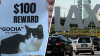 Search for cat who went missing after carrier broke at LAX