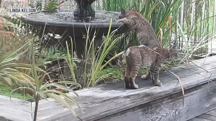 Bobcats were spotted in Linda Kelson's backyard in Scripps Ranch on Sept. 18, 2024.