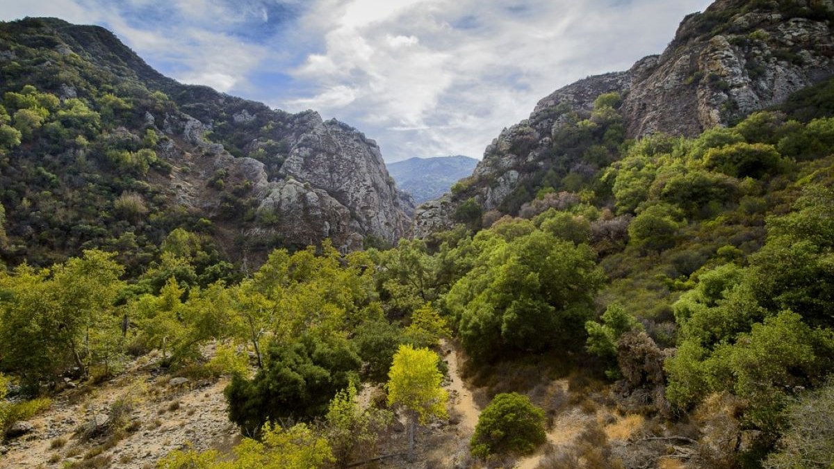 Mountain lion attacks 5-year-old at Southern California park and is ...