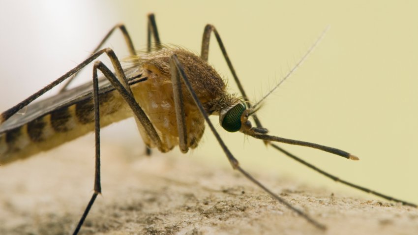 A side view of a Culex pipiens mosquito, an important vector in West Nile Virus transmission.