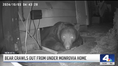 350-pound bear found in crawl space of Monrovia house