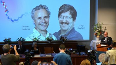 American scientists win Nobel Prize for the discovering of microRNA