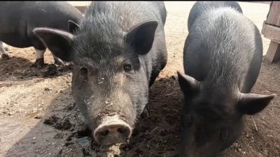 Abandoned pigs thrive 2 years after more than 100 dumped in East San Diego County