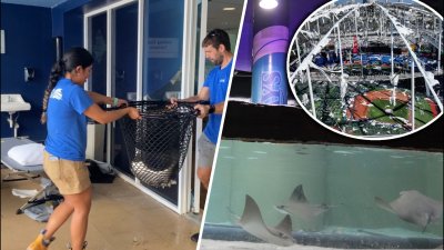 After riding out Hurricane Milton at Tampa Bay Rays' stadium stingrays safely return home