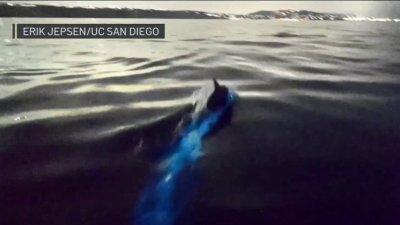 Dolphins riding glowing waves caught by Scripps video photographer