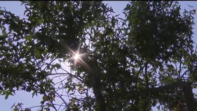 Researchers study how trees help offset high temperatures in San Diego