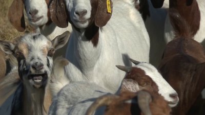 Hundreds of goats take over Lake Miramar before wildfires can