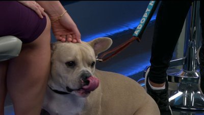 Keep pets safe on Halloween with tips from San Diego Humane Society