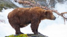 This image provided by the National Park Service shows bear 32 Chunk at Katmai National Park in Alaska on June 29, 2024.