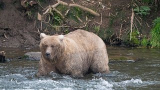 In this photo provided by the National Park Service is Grazer, the winner of the 2023 Fat Bear Contest, at Katmai National Park, Alaska on Sept. 14, 2023.