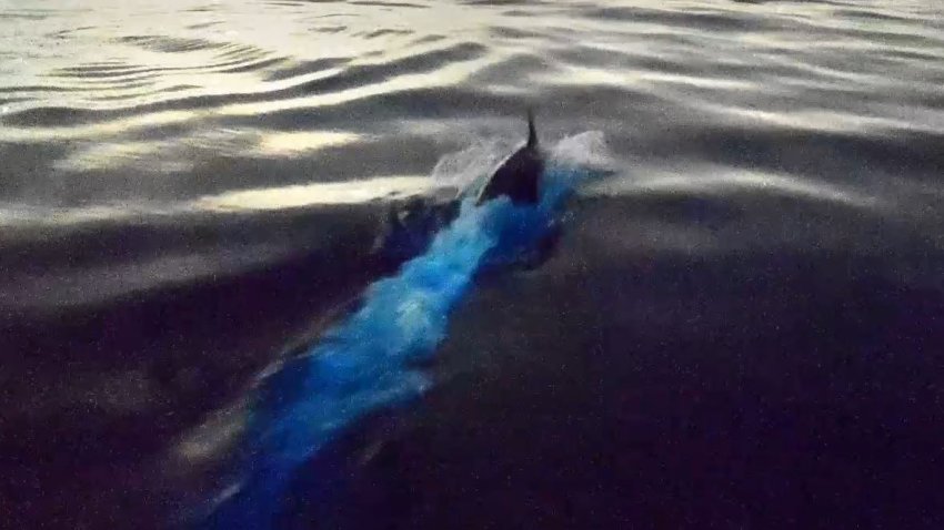 Dolphins were spotted playing in the bioluminescent blue waves on Thursday morning.