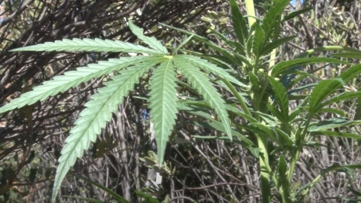California seized $353M of weed, including 9,000-plus plants in San Diego   NBC 7 San Diego