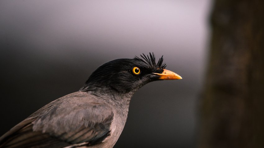 myna bird