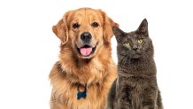 Happy panting Golden retriever dog and blue Maine Coon looking at camera, Isolated on white