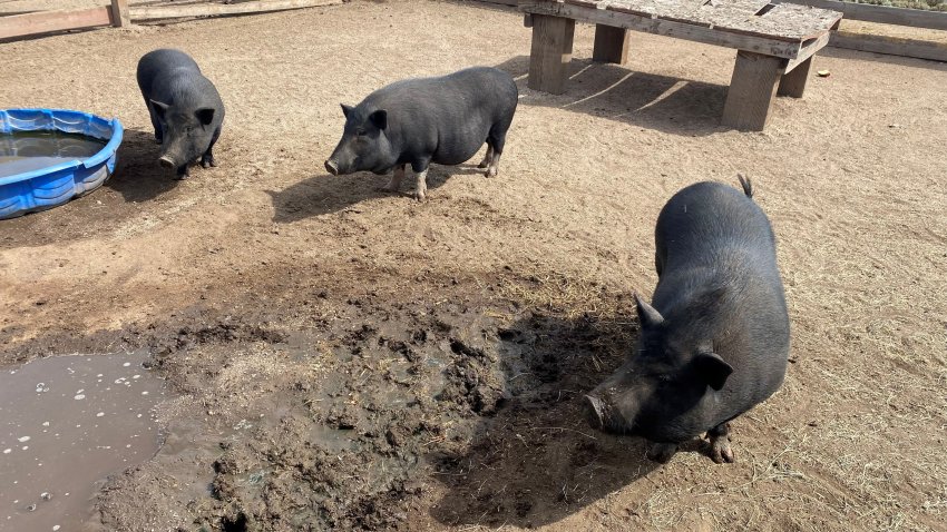 Three black pigs who were dumped on a roadside in East San Diego County just two years prior stand around a mud bath at Little Bitty Animal Sanctuary in Ranchita on Oct. 7, 2024. (NBC 7 San Diego)