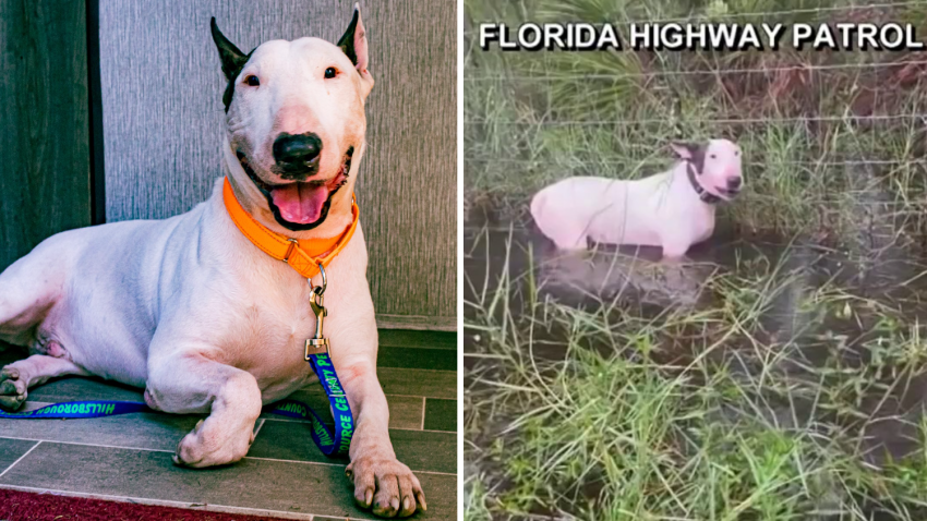 The four-legged Floridian rescued hours before Hurricane Milton was expected to make landfall is now safe and dry in Tallahassee, the Leon County Humane Society says. 
He’s also been given a name to honor both his survival and those who saved him: Trooper.