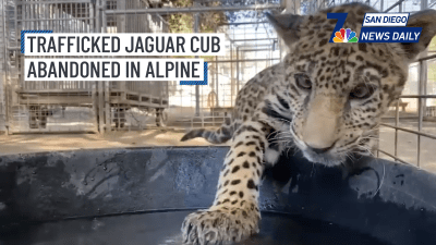 Rescuers reveal tragic background of trafficked jaguar cub abandoned in Alpine | San Diego News Daily