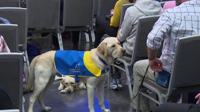 Service dogs graduate from training in North County