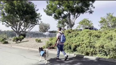 ‘Dog Day Out' program helps stressed shelter dogs and potential adopters connect