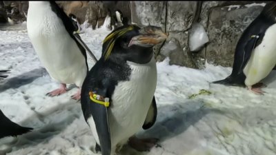 SeaWorld penguin celebrates his 40th birthday