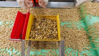 Pistachios are hand sorted at the Wonderful Pistachios & Almonds processing plant in Lost Hills, Calif., on Friday, Oct. 25, 2024.